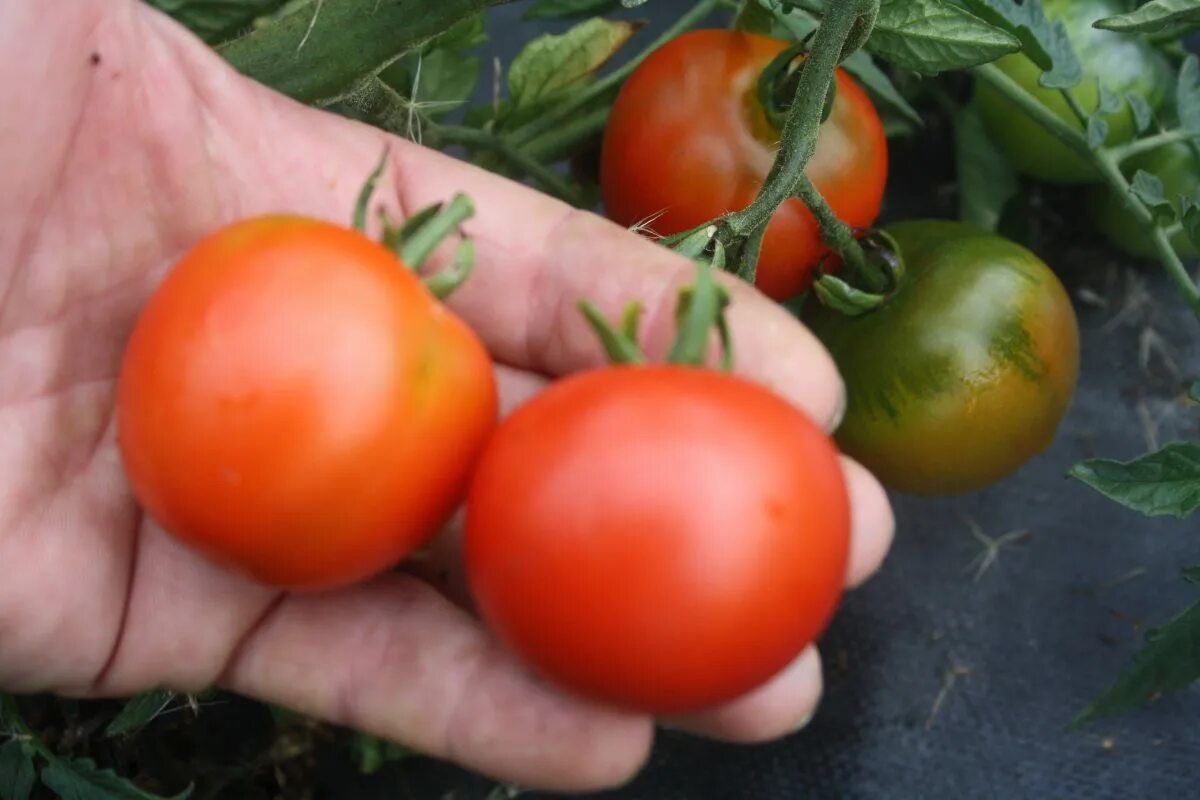 Томат мечта алисы семена. Сорт помидор мечта алисы. Томат т7-40 отзывы. Alice's dream (мечта алисы), польша. Мечта алисы томат описание.