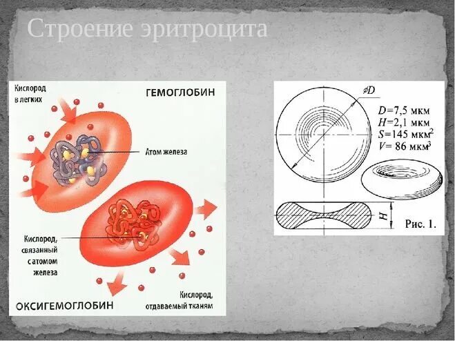 Цитоплазма эритроцитов человека. Строение эритроцитов. Эритроциты строение клетки. Схема строения эритроцита. Эритроциты схема.