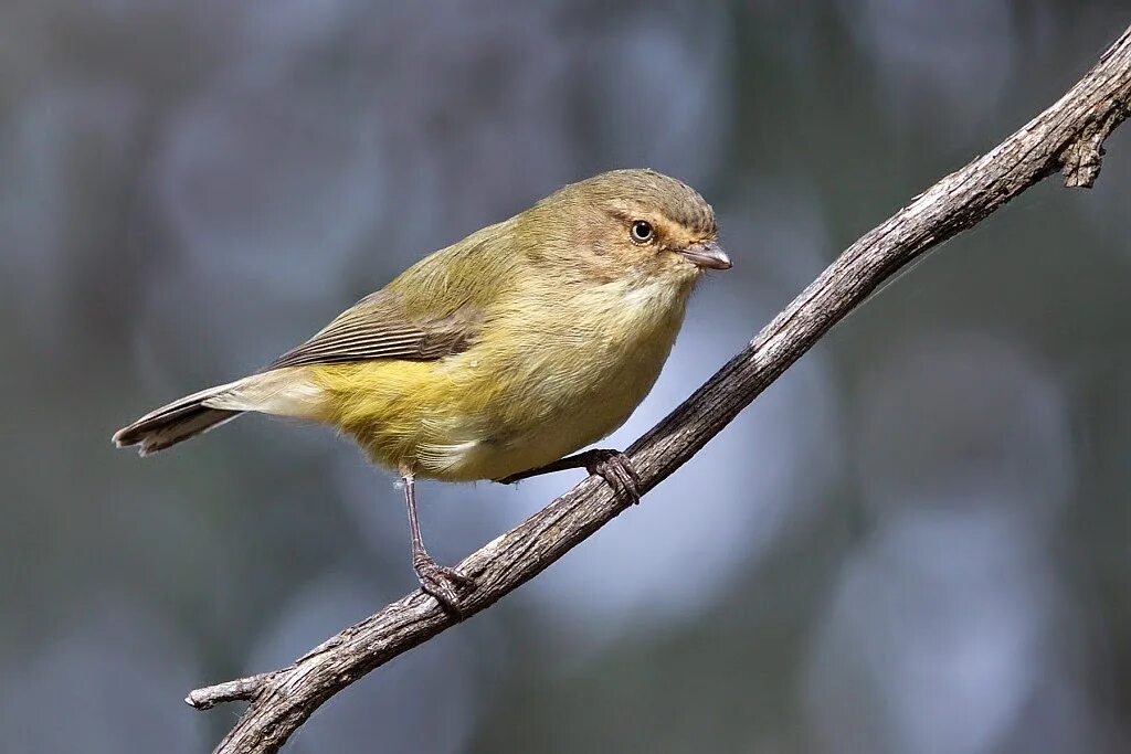 Маленькие птички. Small bird. Колибри птица с длинным клювом. Dumetella carolinensis. Орлиноклювый колибри.