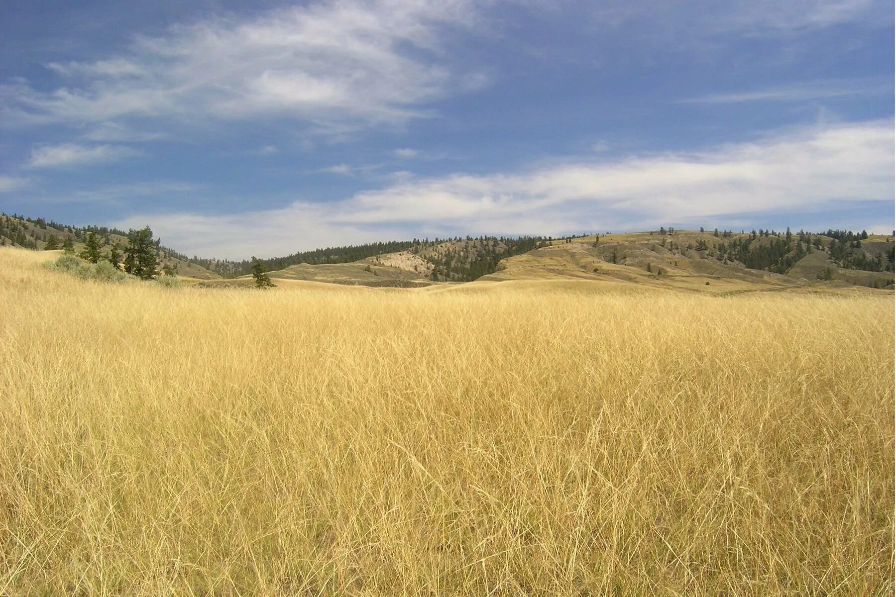 Распаханные степи в россии. Лесостепные почвы. Почвы лесостепи в россии. Черноземы лесостепи. Лесостепь горно лесная.