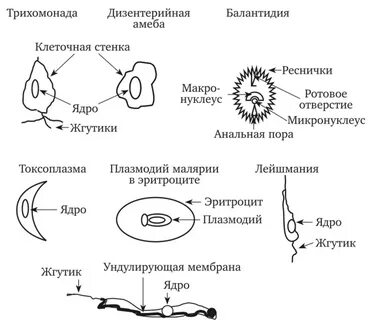 Амеба жгутики