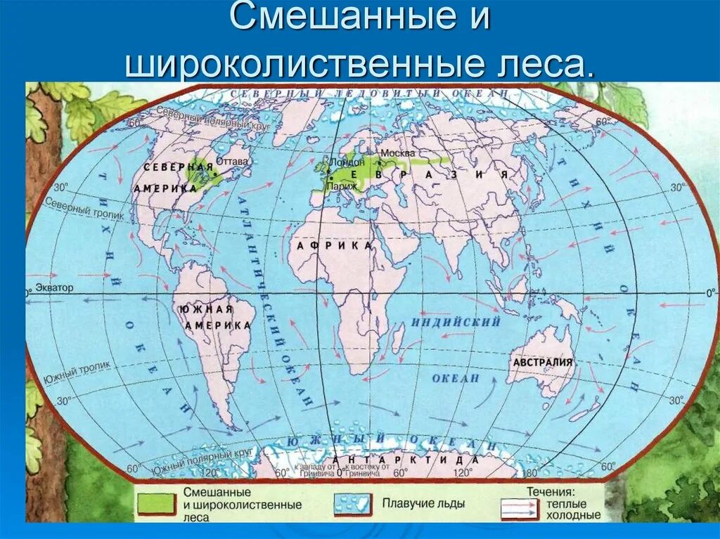 На каких материках расположена тайга. Географическое расположение смешанных и широколиственных лесов. Широколиственные леса Северной Америки на карте. Смешанные и широколиственные леса на карте. Смешанные и широколиственные леса расположение на карте.