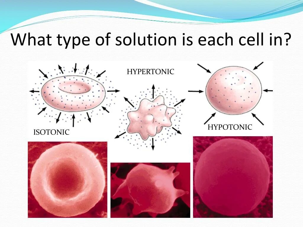 Гемолиз эритроцитов в растворе. Лизис эритроцитов. Солевой состав плазмы. Гемолиз разрушение эритроцитов. Each cell