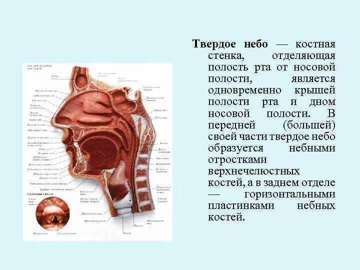 Полость рта костные стенки. Кости формирующие твердое небо. Анатомия твердого неба верхней челюсти. Твердое небо анатомия строение.