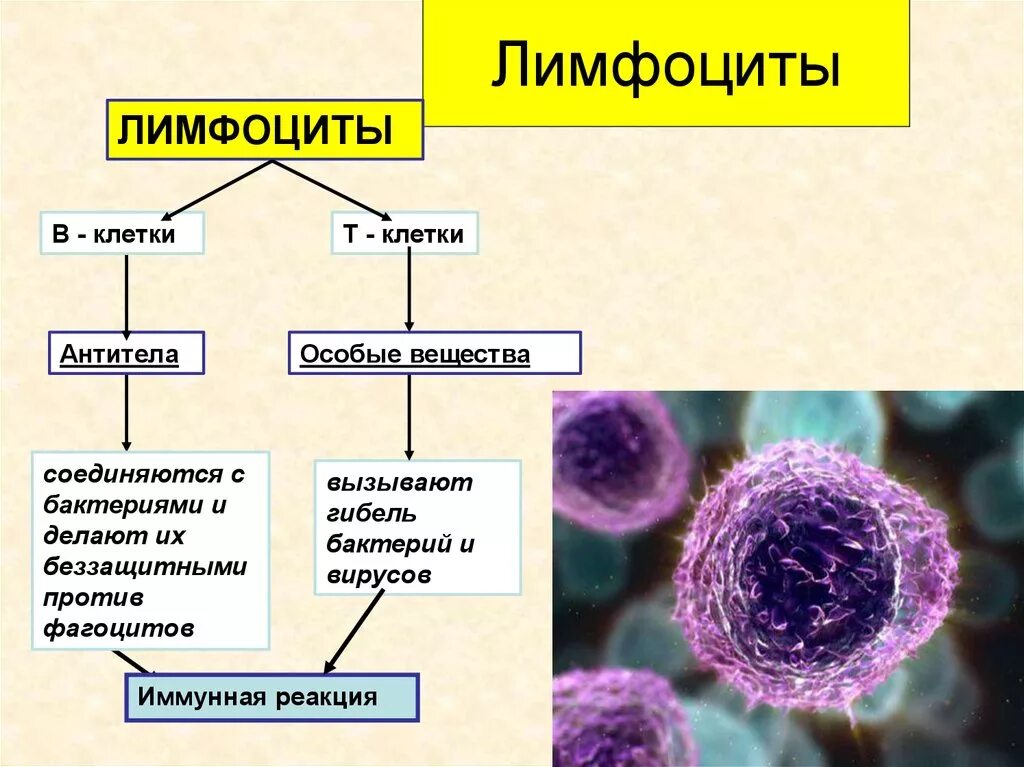 Лимфоциты выделяют