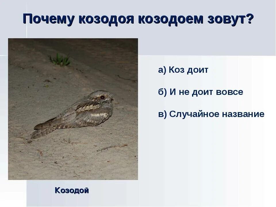 Козодой почему так называется. Скелет козодоя. козодой сетконос птица. козодой описание.