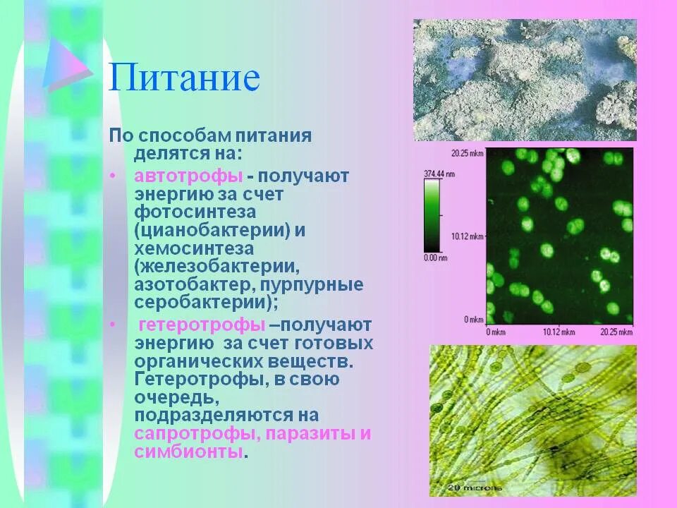 Цианобактерии способ питания. Цианобактерии гетеротрофы. Тип питания бактерий и цианобактерий. Питание бактерий цианобактерий. Появление фотосинтеза появление прокариот появление многоклеточных водорослей