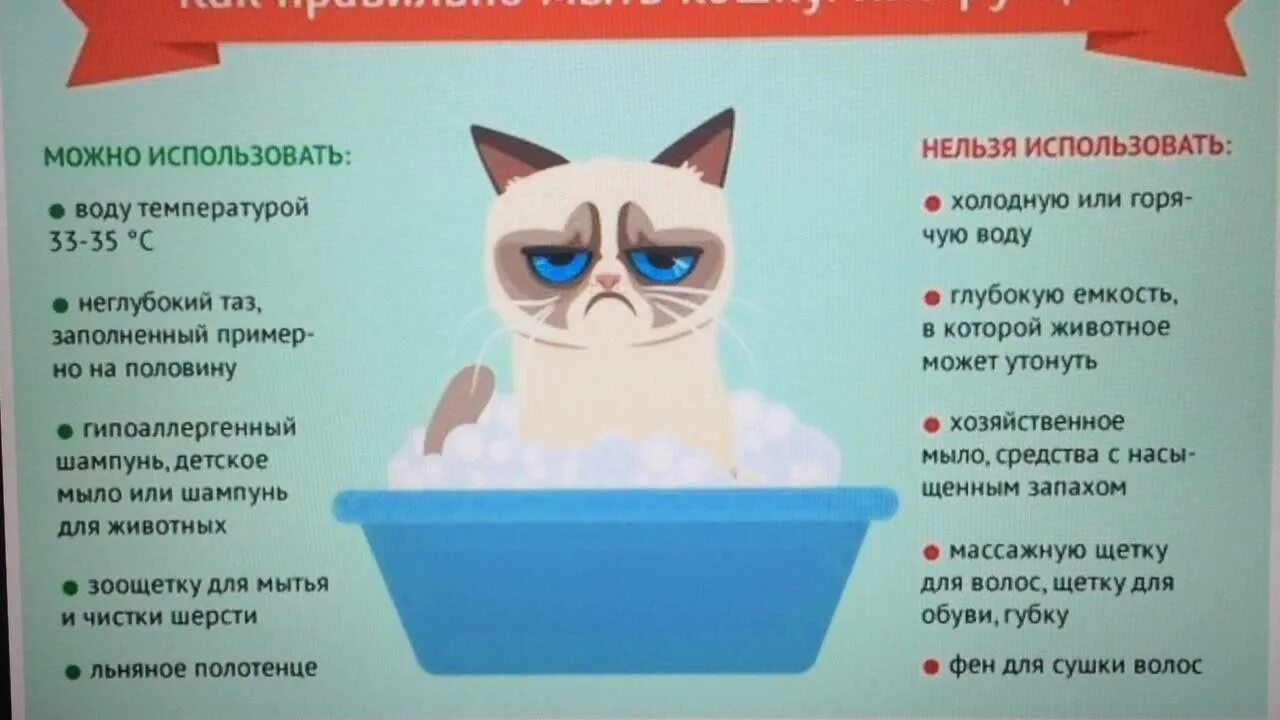 Как правильно мыть кошку инструкция. Как помыть кота. Инструкция к кошке. Как правильно помыть кота. Через сколько можно мыть котов