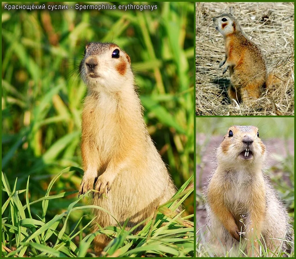 Суслик Краснощекий (Spermophilus erythrogenys). Суслик Краснощёкий Кемеровская область. Сибирский суслик Краснощекий. Краснощекий суслик красная книга. Суслик краснощекий