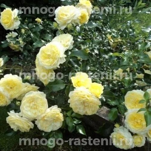 Роза лимон помпон фото и описание Саженцы розы Лемон Зест (Lemon Zest ) заказать почтой. Купить кусты ананасные ро