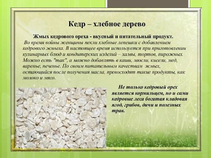 Почему кедр можно назвать щедрым текст рассуждение. Почему назвали кедр. кедр хлебное дерево. сосна корейская описание. почему дерево называют хлебным.