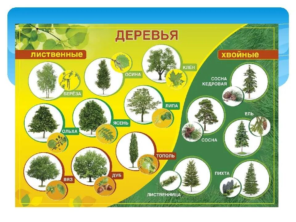 Лиственные деревья. Лиственные деревья перечень. Название деревьев и кустарников. Лиственные деревья для детей дошкольного.