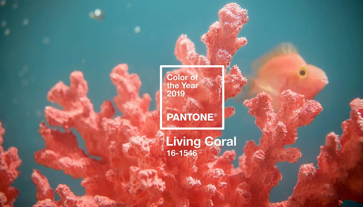 Coral цвет. Pantone 16-1546 живой коралл / Living Coral (2019). Пантон 2019. Цвет года пантон 2019. Коралловый Pantone.