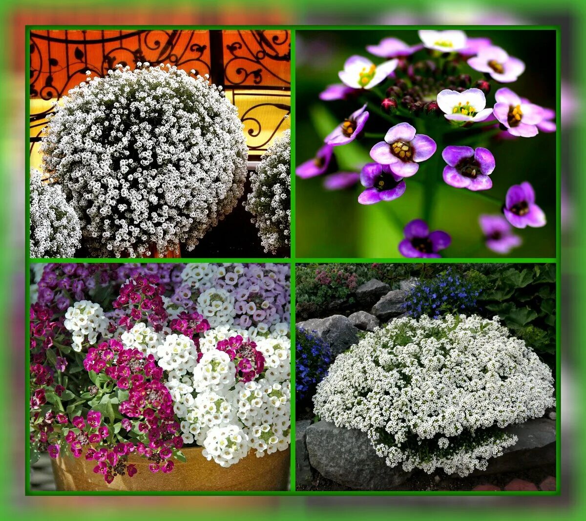 алиссум мэджик циклес mix. мэджик циклес. цветы лобулярия. цветы алиссум мэджик циклес микс. алиссум мэджик циклес микс.