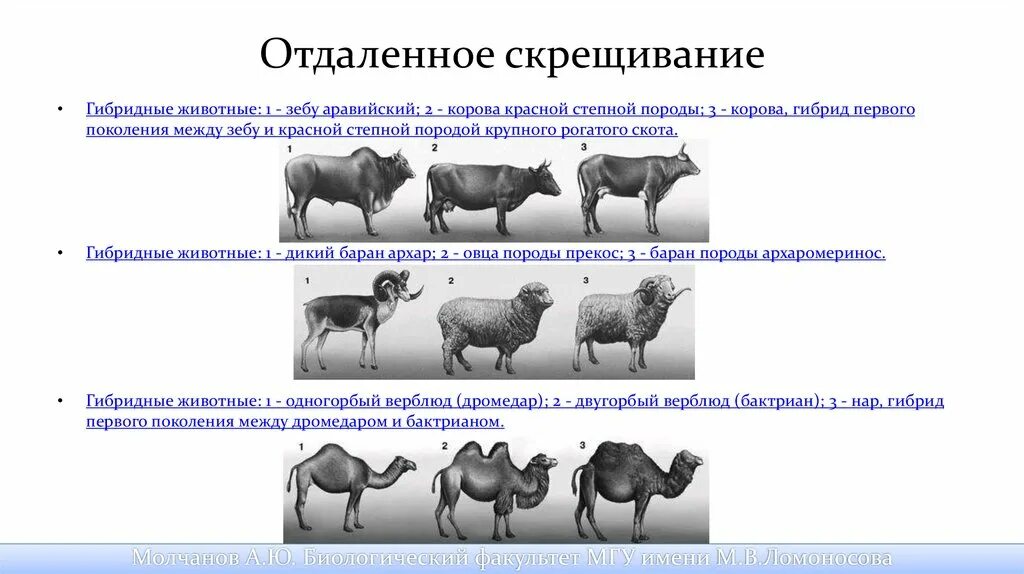 Близкородственное скрещивание получение чистых линий скрещивание. Отдалённая гибридизация животных. Гибрид зебу и коровы. Отдаленная гибридизация в селекции животных. Скрещивание пород животных.