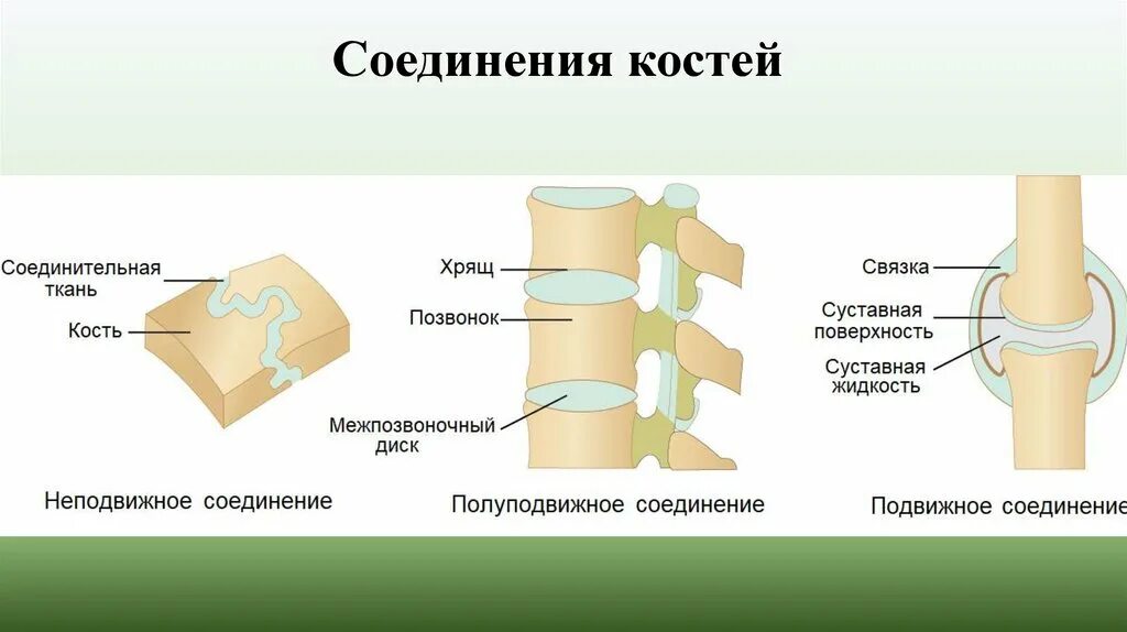 Опорно-двигательная система