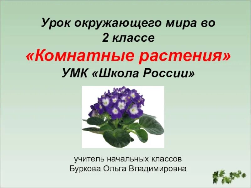 Презентация растение 2 класс окружающий мир. Комнатные растения 2 класс окружающий мир. Урок по окружающему миру 2 класс. Комнатные цветы окружающий мир 2 класс.