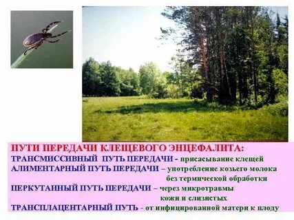 Клещевой энцефалит пути передачи