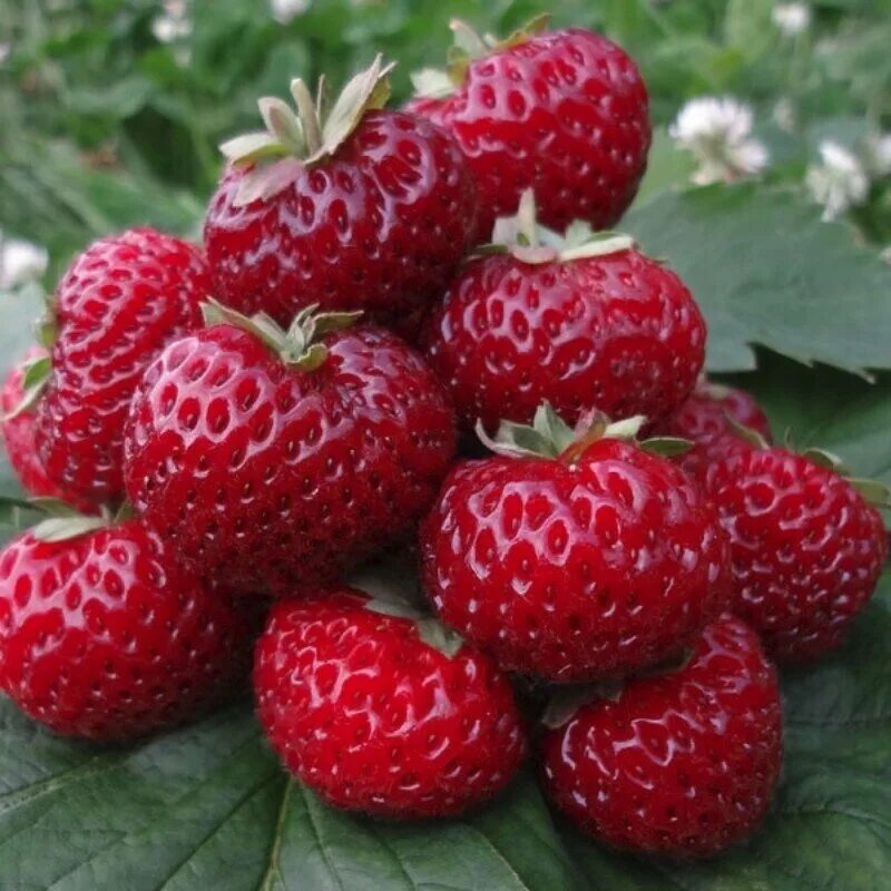 Мице шиндлер клубника фото описание. Мице шиндлер клубника. мизе кити шиндлер клубника. клубника фрау мице шиндлер. земляника садовая мице шиндлер.