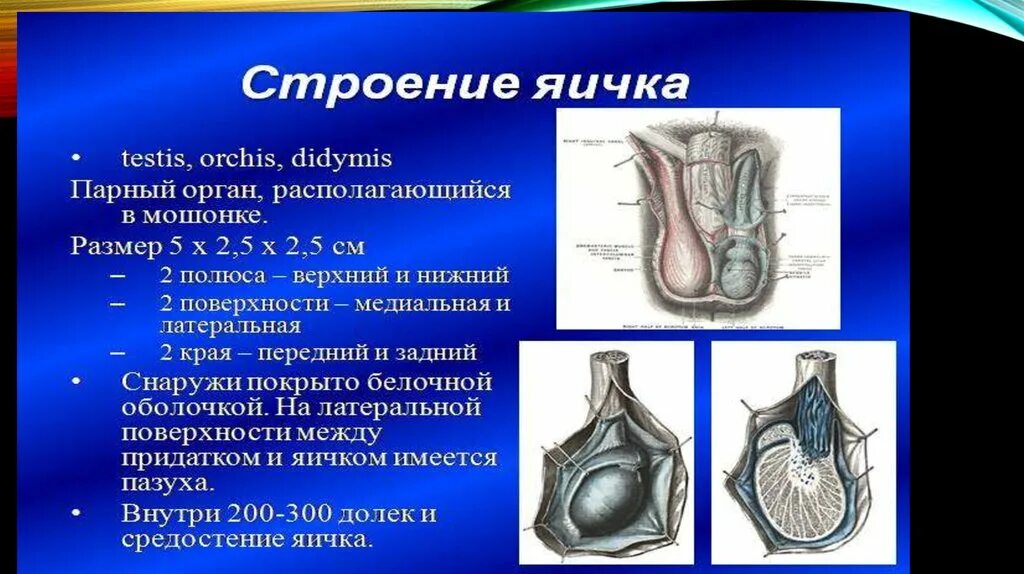 В каком яичке находится семя