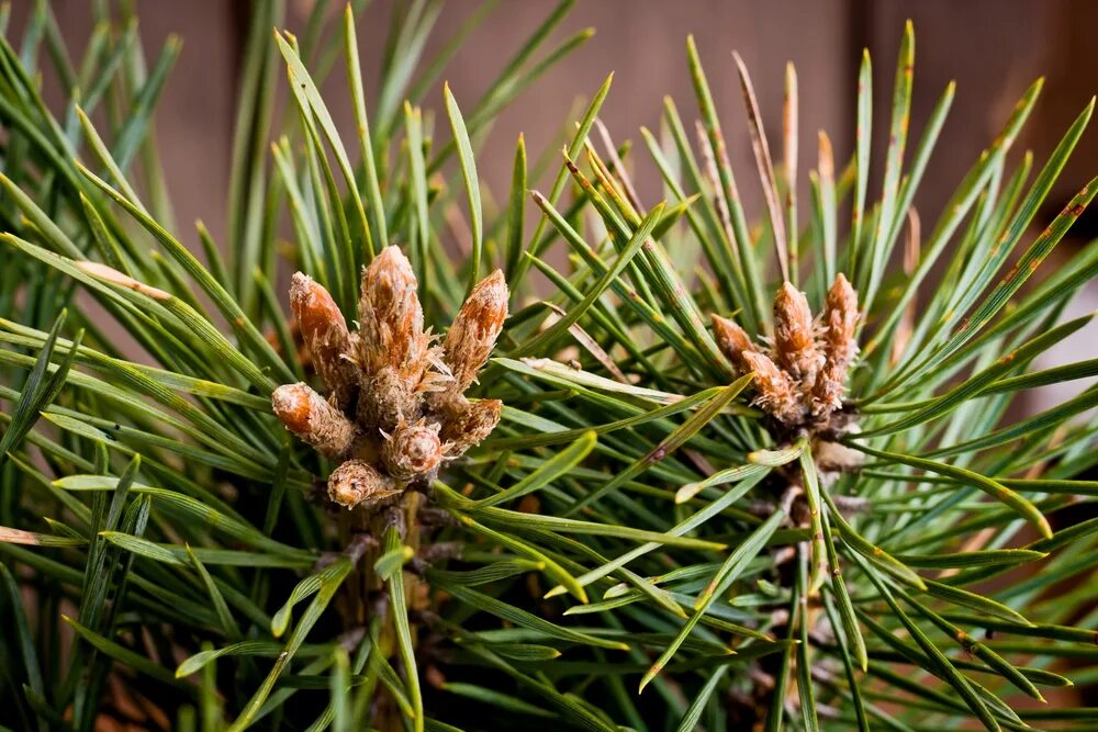 полезные свойства березы. березовые почки полезные свойства. березовые почки. почки полезные свойства. сосна лесная – хвоя, почки.