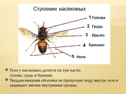 Размер тела насекомых