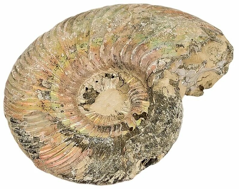 Аммонит минерал. Аммонит отзывы. Ammonit готеривский. 15. Аммонит отзывы.