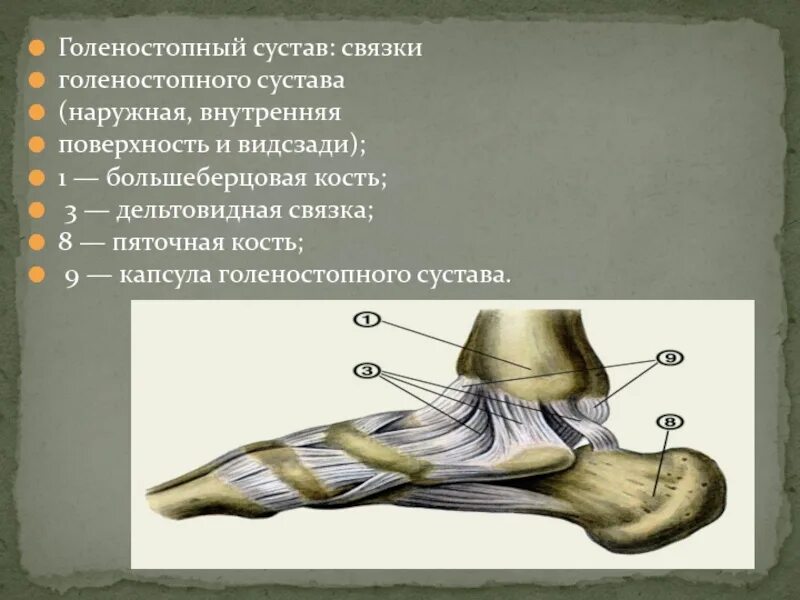 Связка, укрепляющая голеностопный сустав. Дельтовидная связка голеностопа. Дельтовидная связка стопы анатомия. Медиальная связка голеностопного сустава. Мышцы щиколотки