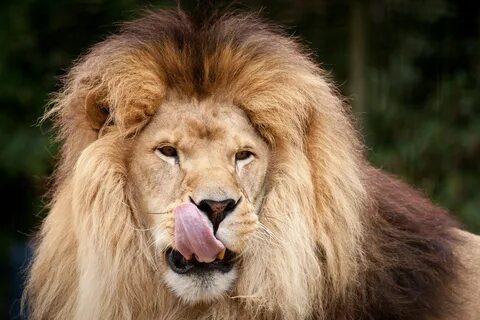 Lion s