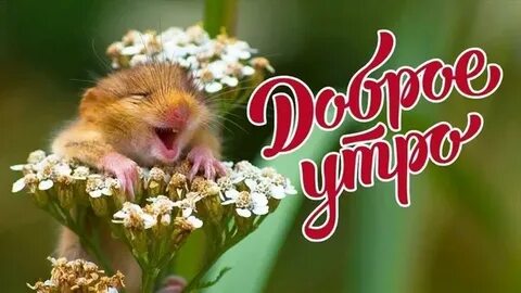Тик ток пожелания добра