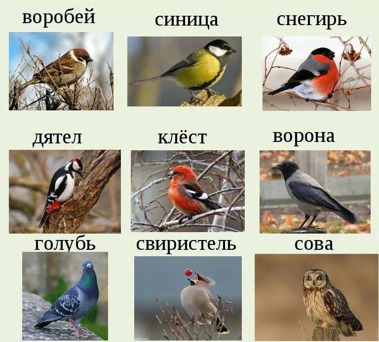 Снегирь сколько букв и звуков. Зимующие птицы дятел синица воробей. клест синица воробей снегирь. птицы снегири, синицы воробьи зимующие. зимующие птицы дятел воробей синичка.