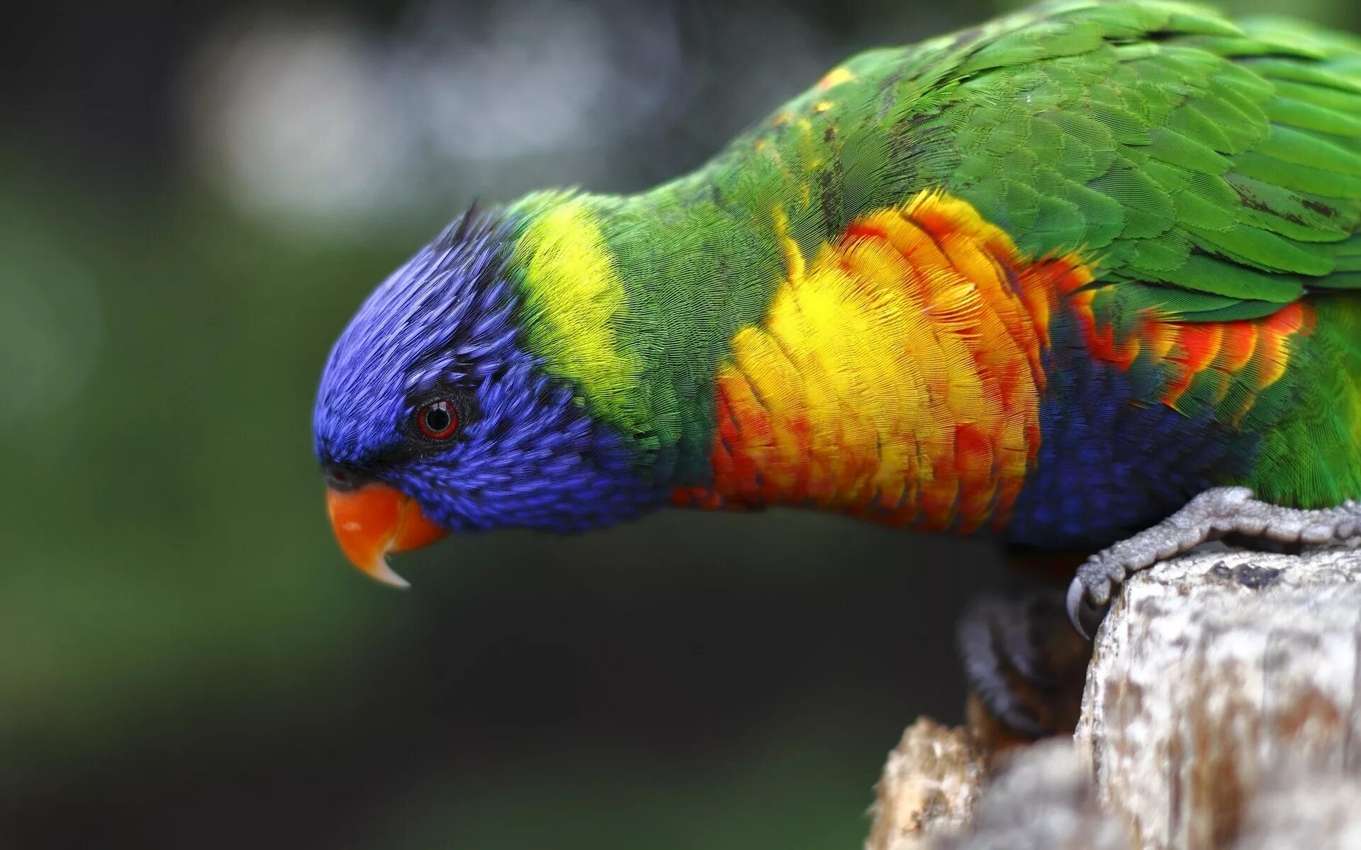 Rainbow 3 animals. Радужный лорикет. Лорикет попугай. Многоцветный лорикет. Rainbow Lorikeet попугай.