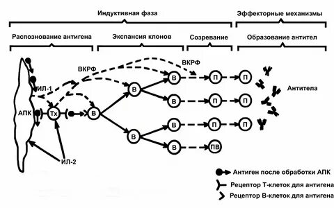 Механизм образование антитела