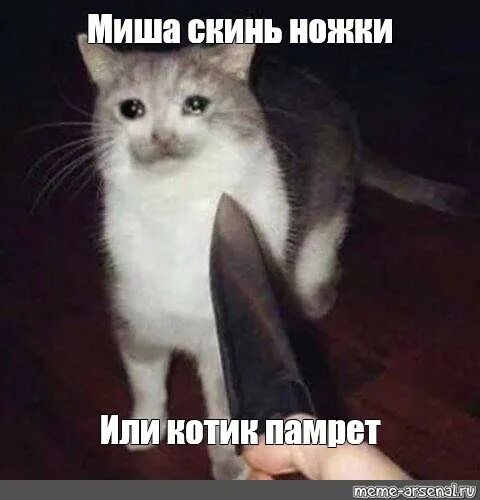 Кот Мем. Коты ревут. Последний шанс Мем. Невдупленыш котенок Мем. Скинь денежку