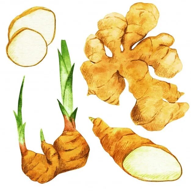 Имбирь образует корневища. Витамины в корне имбиря. Корневище имбиря состав. Имбирь образует корневища. Имбирь рисунок.