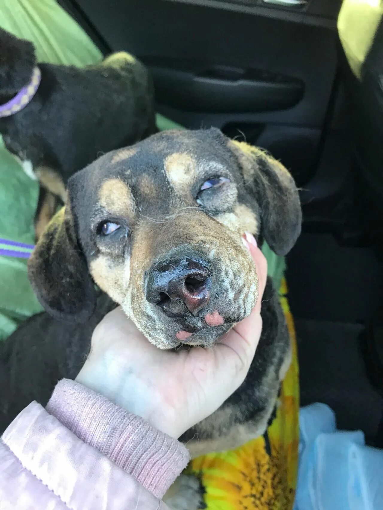 Собачий приют сергиев посад. Приют маячок кемерово адрес. Baige dog with big floppy ears. Приют для бездомных животных "верный" г. Маячок приют для животных кемерово.