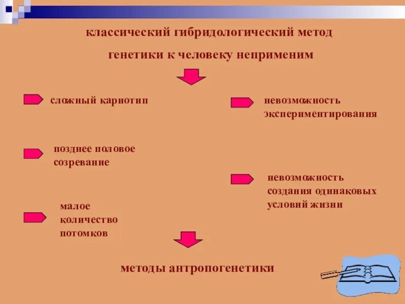 Какой метод генетики используют. Метод исследования генетики человека гибридологический. Методы изучения генетики человека гибридологический. Методы изучения генетики человека гибридологический метод. Гибридологический метод генетика.