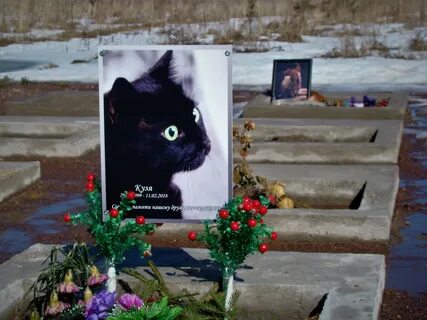 Покажи умершего кота