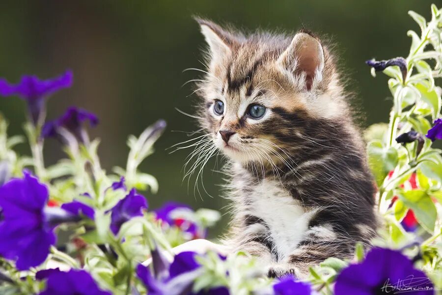 дидактическая игра какого цвета. рисунок три кота для раскрашивания. изучаем цвета с три кота. три кота книжка с карамелькой. котик цвета учить.