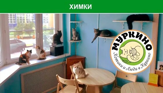 Котокафе фото для презентации. Кафе муркино. Котики и люди кафе. Шпротная кошка. Котокафе химки.