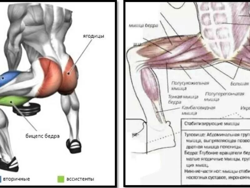 Какие группы мышц работают при езде. Группы мышц задействованные при беге. мышцы задействованные при велосипеде. мышцы которые качаются при приседаниях. мышцы задействованные при приседании плие.