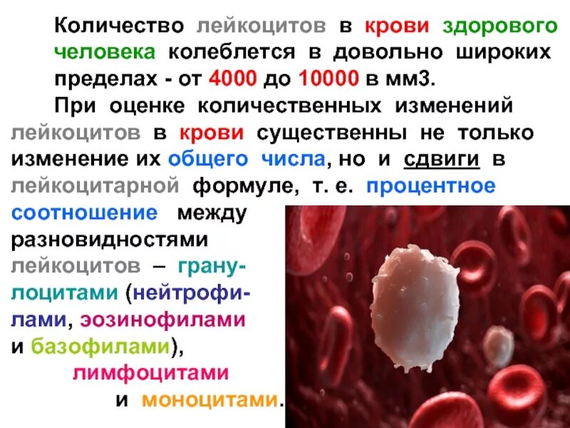 Почему мала лейкоцитов. Изменение числа лейкоцитов в крови. Кол-во лейкоцитов в крови человека. Лейкоциты 10000 в крови. Повышенные лейкоциты в крови.