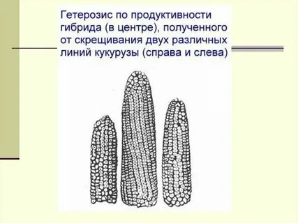 Выведение чистой линии растений
