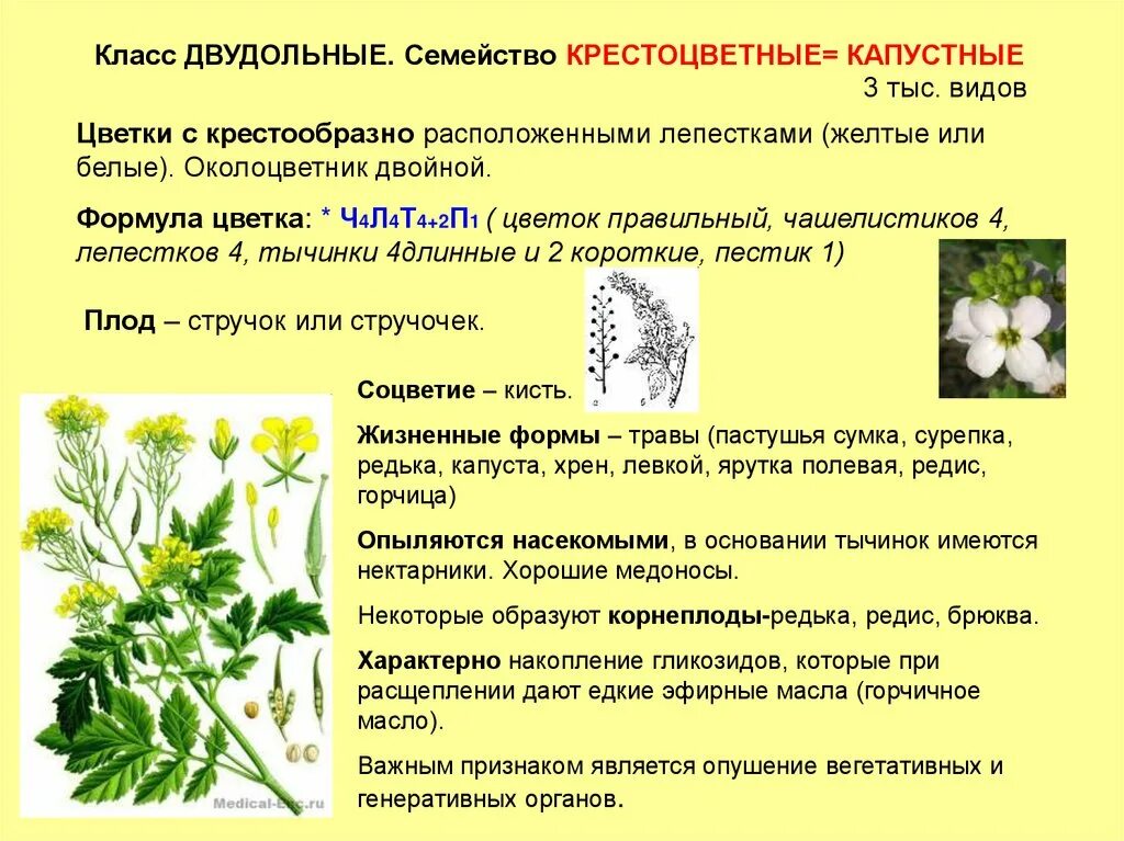 Класс двудольные растения семейства крестоцветные. Характеристика класса двудольные семейство крестоцветные. Характеристики растений класса двудольных семейства крестоцветных. Семейство крестоцветные характеристика цветка. Характеристика растения двудольные крестоцветные.