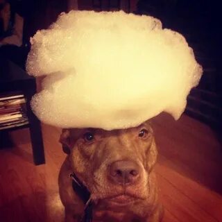 Стейкинг dogs
