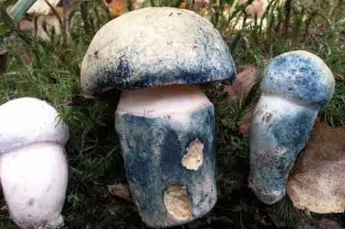 Гриб посинел в воде. Гиропорус синеющий (gyroporus cyanescens). гриб гиропорус синеющий. гиропорус синеющий, синяк. белый гриб синеет.
