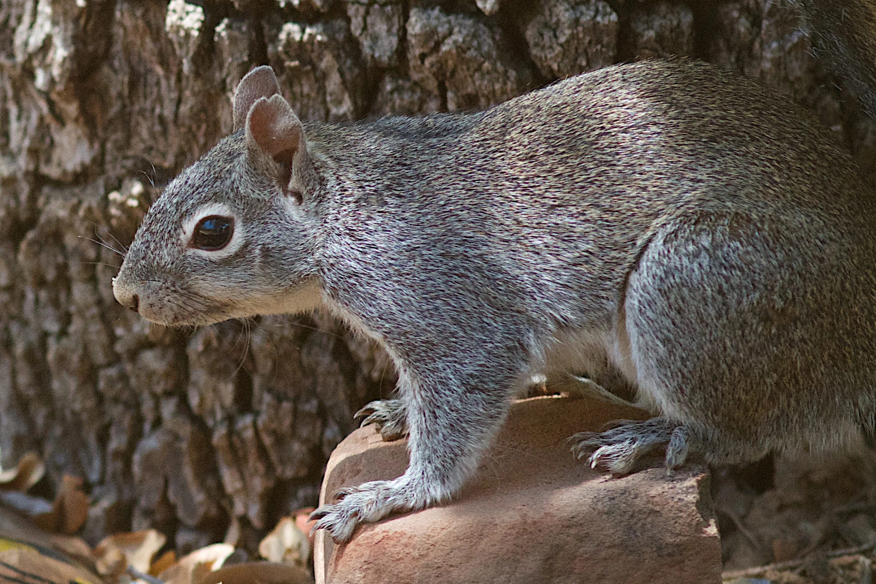 Sciurus VARIEGATOIDES. Белки Sciurus aberti kaibabensis. Белкообразные Грызуны. Белкообразные (Sciuromorpha. Белки гибридом