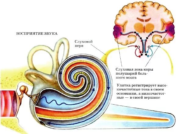 Слуховой анализатор строение слуховой нерв. Слуховой анализатор строение улитки. Строение уха слуховой нерв. Строение слухового анализатора нервы. Чувствительные клетки внутреннего уха