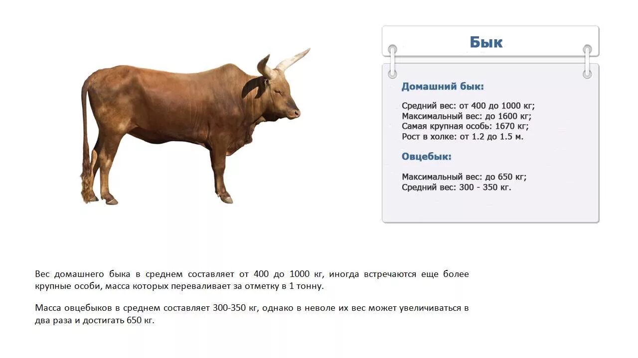 Вес годовалого бычка мясной породы. Вес коровы. Средний вес одного быка. Сколько весит бык.