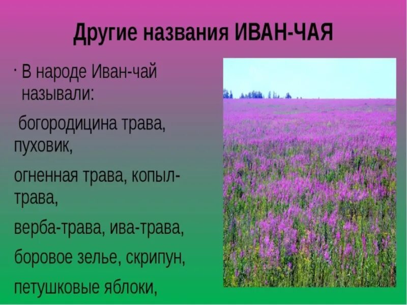 Какие цветы знаешь назови